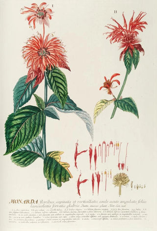 Georg Dionysius Ehret - Monarda.webp