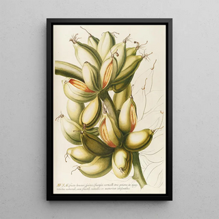 Georg Dionysius Ehret - Musae IV.webp