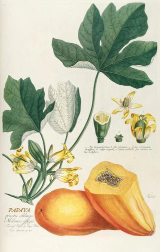 Georg Dionysius Ehret - Papaya.webp