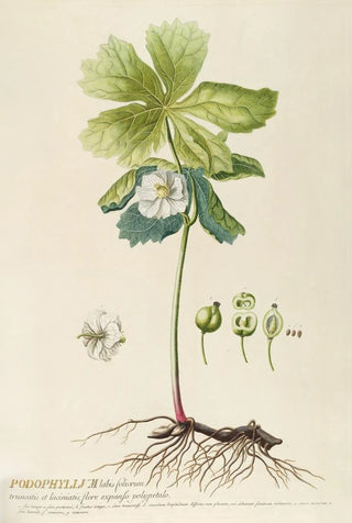 Georg Dionysius Ehret - Podophyllum.webp