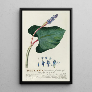 Georg Dionysius Ehret - Pontederia.webp