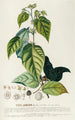 Theobroma - Georg Dionysius Ehret — Ansicht des Kunstwerks