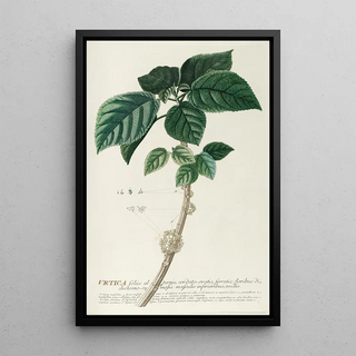 Georg Dionysius Ehret - Urtica.webp