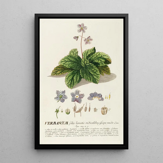 Georg Dionysius Ehret - Verbascum.webp