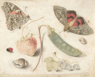 Studien von Früchten, Insekten und Muscheln - Georg Flegel — Ansicht des Kunstwerks