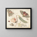 Studien von Früchten, Insekten und Muscheln - Georg Flegel — gerahmtes Bild an der Wand