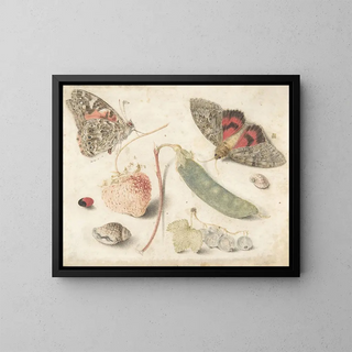 Studien von Früchten, Insekten und Muscheln - Georg Flegel — gerahmtes Bild an der Wand