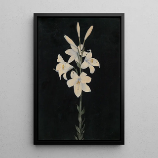 Georg Philipp Schmitt - Lilienstengel auf schwarzem Grund.webp