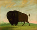 Bison weidend auf der Wiese - George Catlin — Ansicht des Kunstwerks