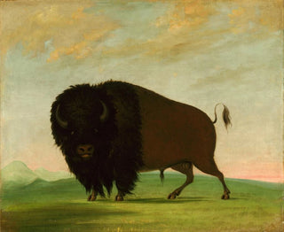 George Catlin - Buffalo Bull Grazing on the Prairie.webp