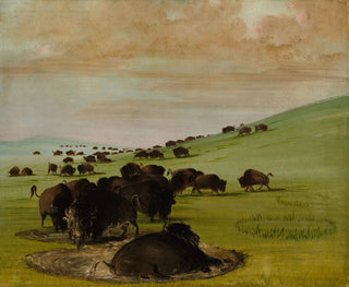 Bisons dans un trou d'eau - George Catlin — Ansicht des Kunstwerks