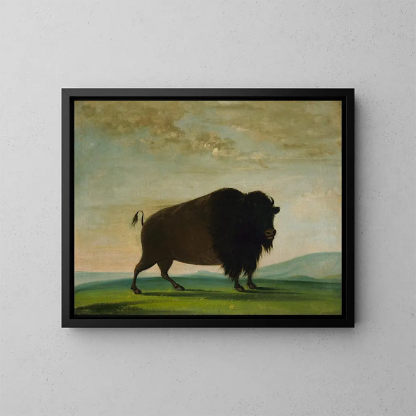 Kuh Büffel weidend auf der Wiese - George Catlin — gerahmtes Bild an der Wand