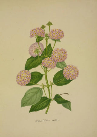 George De Alwis - Mon Jardin a Ceylan Pl020.webp