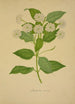 Mon Jardin à Ceylan Pl021 - George De Alwis — Ansicht des Kunstwerks