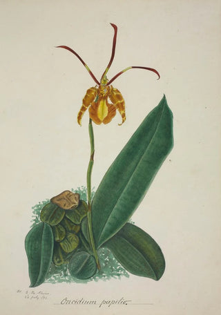 George De Alwis - Mon Jardin a Ceylan Pl024.webp