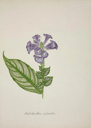 George De Alwis - Mon Jardin a Ceylan Pl029.webp