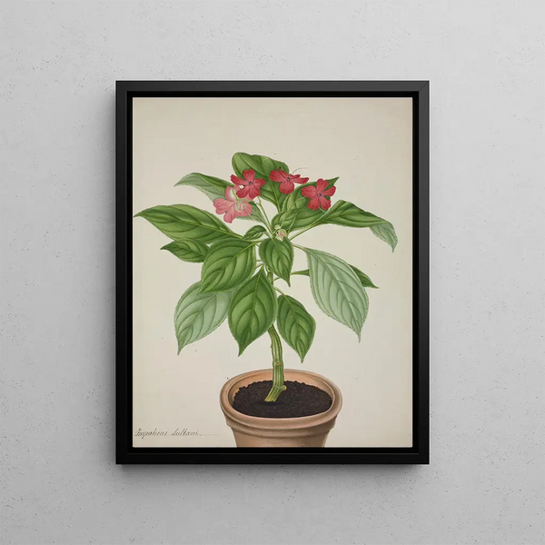 George De Alwis - Mon Jardin a Ceylan Pl031.webp