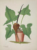 Mein Garten in Ceylon Pl033 - George De Alwis — Ansicht des Kunstwerks