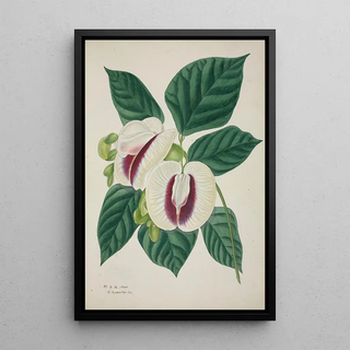 George De Alwis - Mon Jardin a Ceylan Pl038.webp