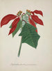 Mein Garten in Ceylon Pl039 - George De Alwis — Ansicht des Kunstwerks