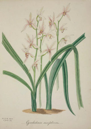 George De Alwis - Mon Jardin a Ceylan Pl042.webp