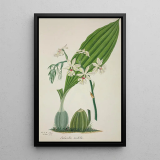 George De Alwis - Mon Jardin a Ceylan Pl048.webp