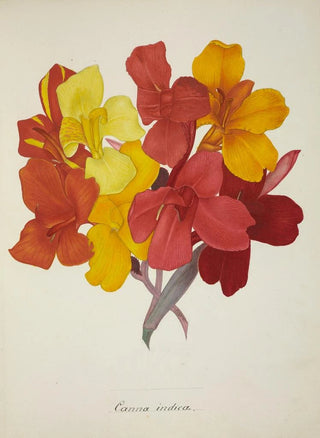 George De Alwis - Mon Jardin a Ceylan Pl053.webp