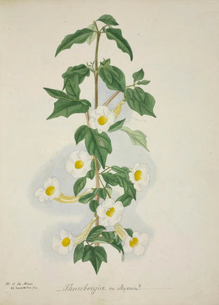 George De Alwis - Mon Jardin a Ceylan Pl055.webp