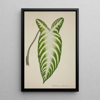 George De Alwis - Mon Jardin a Ceylan Pl081.webp