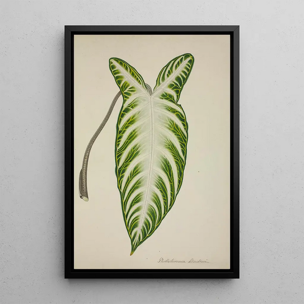 George De Alwis - Mon Jardin a Ceylan Pl081.webp