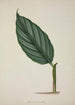 Mon Jardin à Ceylan Pl083 - George De Alwis — Ansicht des Kunstwerks