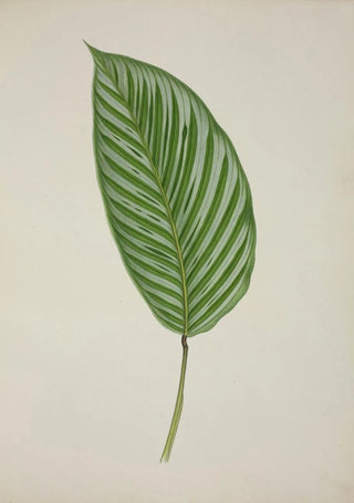 George De Alwis - Mon Jardin a Ceylan Pl086.webp