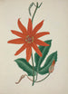 Mein Garten in Ceylon Pl098 - George De Alwis — Ansicht des Kunstwerks