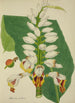 Mein Garten in Ceylon Pl102 - George De Alwis — Ansicht des Kunstwerks