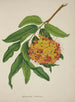 Mein Garten in Ceylon Pl103 - George De Alwis — Ansicht des Kunstwerks
