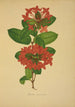 Mein Garten in Ceylon Pl104 - George De Alwis — Ansicht des Kunstwerks