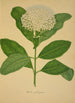 Mein Garten in Ceylon Pl107 - George De Alwis — Ansicht des Kunstwerks