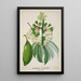 Mein Garten in Ceylon Pl112 - George De Alwis — gerahmtes Bild an der Wand