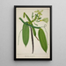Mein Garten in Ceylon Pl114 - George De Alwis — gerahmtes Bild an der Wand