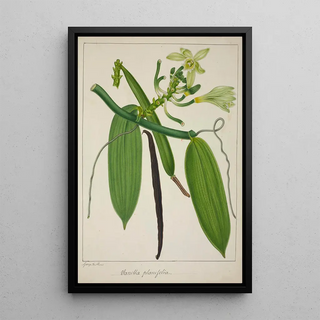 George De Alwis - Mon Jardin a Ceylan Pl114.webp