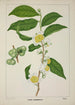Mein Garten in Ceylon Pl121 - George De Alwis — Ansicht des Kunstwerks