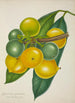 Mein Garten in Ceylon Pl128 - George De Alwis — Ansicht des Kunstwerks