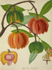 Mein Garten in Ceylon Pl129 - George De Alwis — Ansicht des Kunstwerks