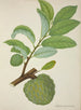 Mein Garten in Ceylon Pl131 - George De Alwis — Ansicht des Kunstwerks
