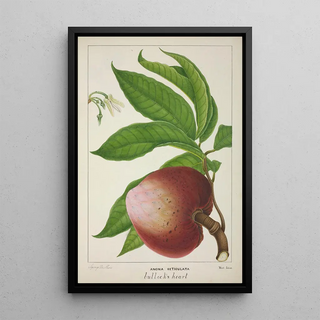 George De Alwis - Mon Jardin a Ceylan Pl132.webp