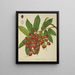 Mein Garten in Ceylon Pl149 - George De Alwis — gerahmtes Bild an der Wand