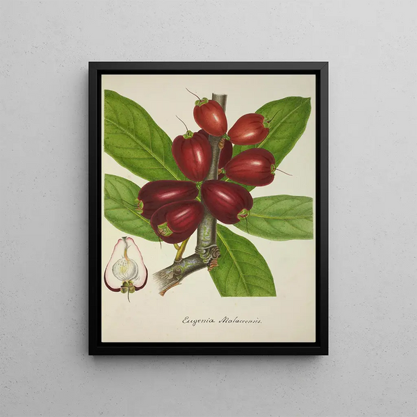 George De Alwis - Mon Jardin a Ceylan Pl151.webp