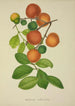 Mein Garten in Ceylon Pl155 - George De Alwis — Ansicht des Kunstwerks