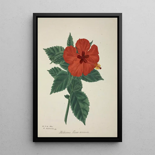 George De Alwis - Mon Jardin a Ceylan Pl158.webp