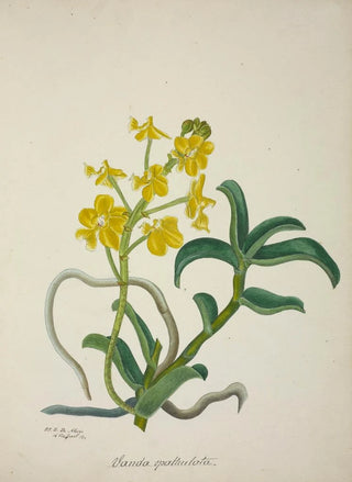 George De Alwis - Mon Jardin a Ceylan Pl159.webp